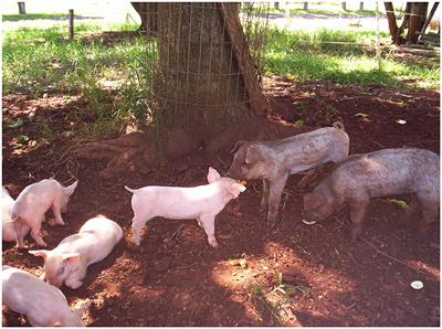 Editorial: Health and production issues in smallholder pig farming